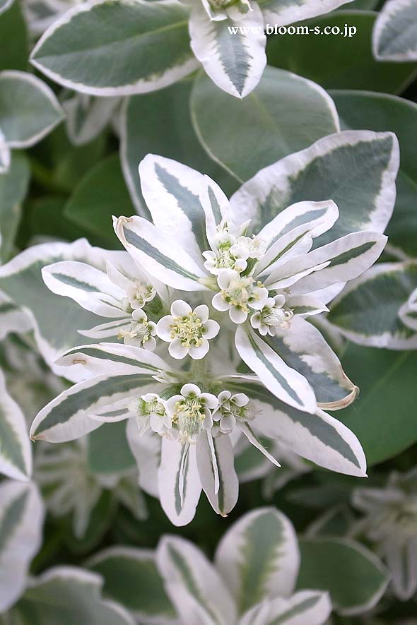 ブルーミングスケープ ユーフォルビア 初雪草 ハツユキソウ 育て方 観葉植物 ガーデニング