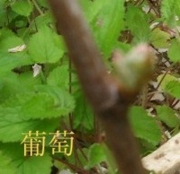 ���e�摜