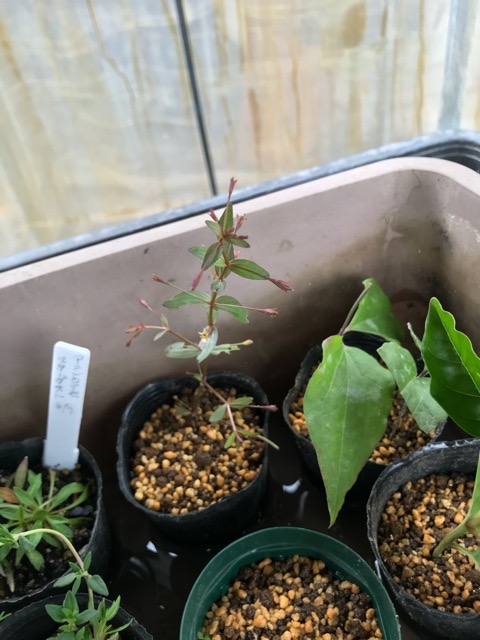 植物の画像