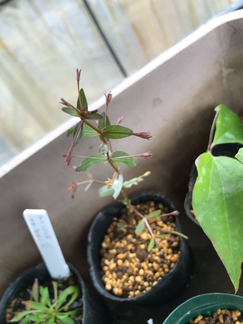 植物の画像