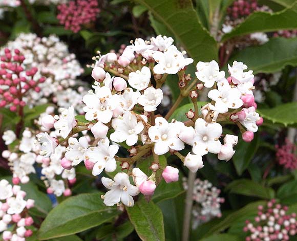 ブルーミングスケープ ビバーナム ティヌス ビバーナム ティナス 別名 常盤ガマズミ 育て方 観葉植物 ガーデニング