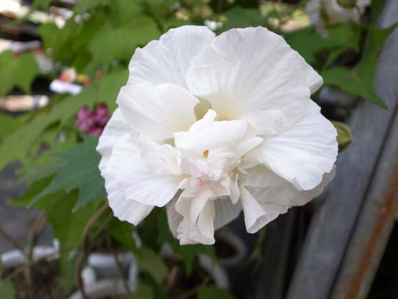 ブルーミングスケープ 酔芙蓉 フヨウ 育て方 観葉植物 ガーデニング