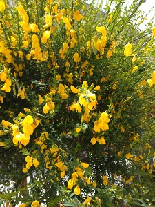 �G�j�V�_(genista)