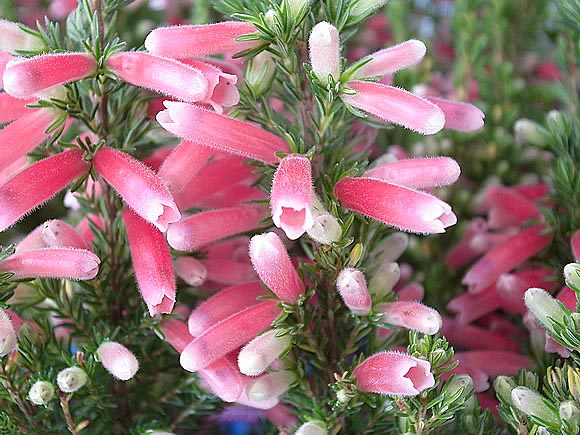 すべての美しい花の画像 ユニークエリカ 花 育て 方