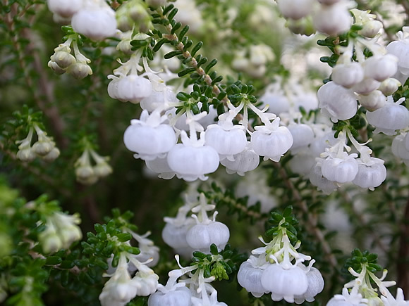 エリカの育て方について 観葉植物の育て方 ｑ ａ ブルーミングスケープ