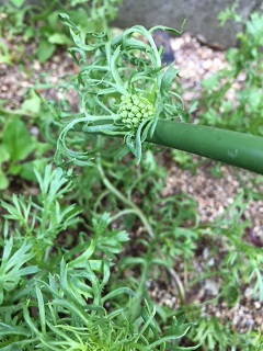 正体が二転三転した黄色い花の蕾