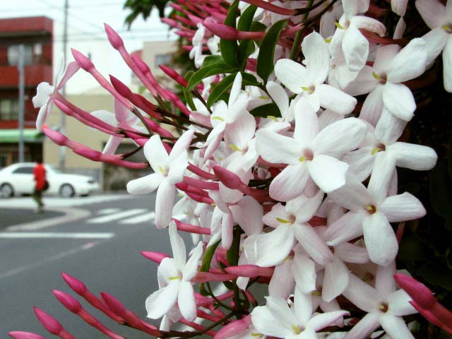 羽衣ジャスミンの剪定と花が茶色く 観葉植物の育て方 ｑ ａ ブルーミングスケープ