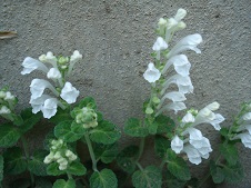 おすすめの花1