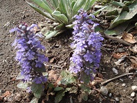 おすすめの花2