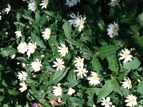 おすすめの花11