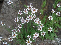 おすすめの花12
