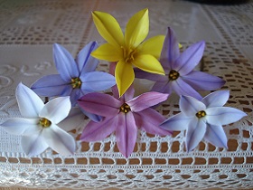 おすすめの花3
