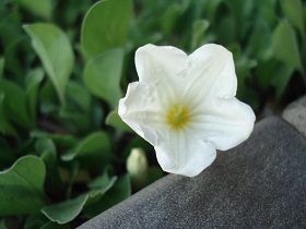 おすすめの花4