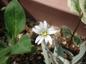 おすすめの花5