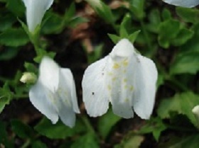 おすすめの花6