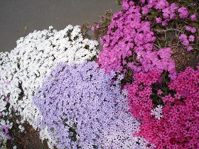 おすすめの花7