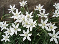 おすすめの花8