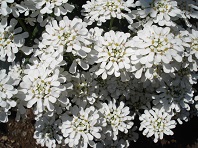 おすすめの花9