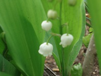 おすすめの花10