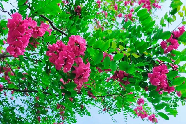 �n�i�G���W��
