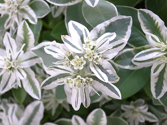 ブルーミングスケープ ユーフォルビア 初雪草 ハツユキソウ 育て方 観葉植物 ガーデニング