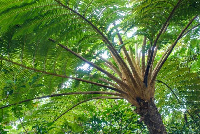 ヘゴが枯れてしまいました 観葉植物の育て方 ｑ ａ ブルーミングスケープ