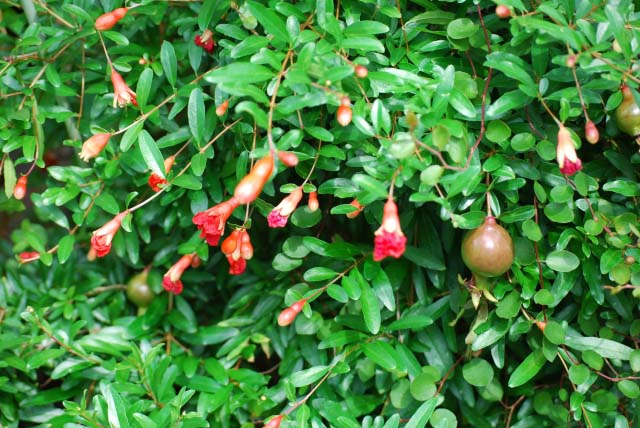 ヒメザクロ 姫ザクロ の実を付ける方法 観葉植物の育て方 ｑ ａ ブルーミングスケープ