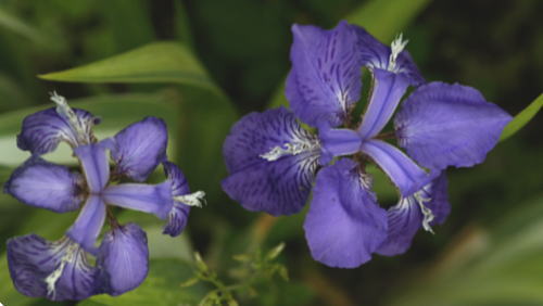 アヤメ科の花(斑入り葉イチハツ)1