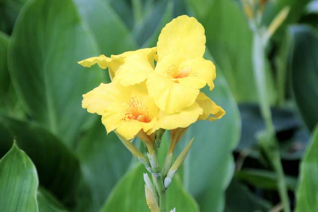 �J���i(canna)