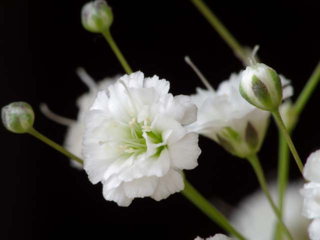 かすみ草