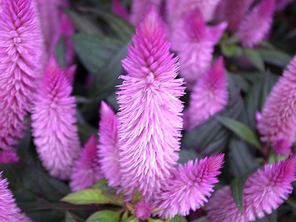 ブルーミングスケープ セロシア ケイトウ 鶏頭 育て方 観葉植物 ガーデニング