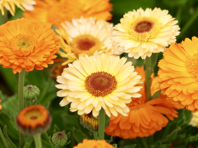 �L���Z���J
