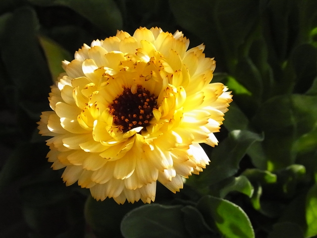 �L���Z���J