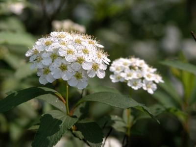 ブルーミングスケープ コデマリ 育て方 観葉植物 ガーデニング