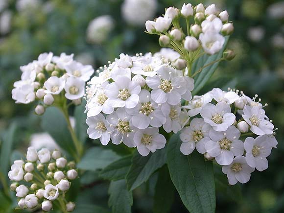 ブルーミングスケープ コデマリ 育て方 観葉植物 ガーデニング