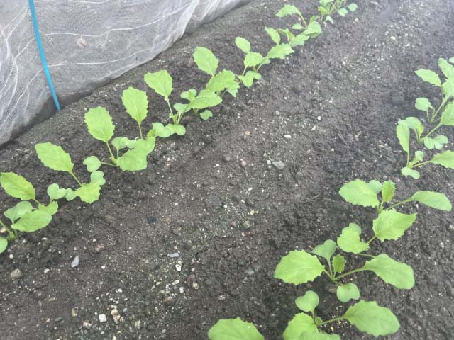畝に植わったコカブの苗
