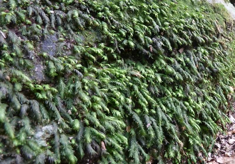 苔盆栽 山モミジ 松 一才桜 に虫が発生 ブルーミングスケープ