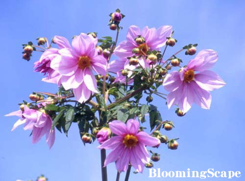 皇帝ダリア苗の1つの節 から2本芽の植え込みと挿し木の方法 観葉植物の育て方 ｑ ａ ブルーミングスケープ