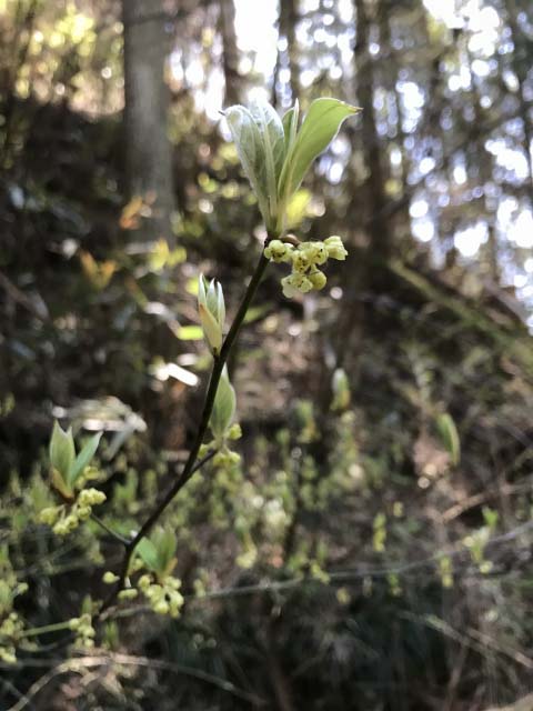 クロモジに花がつかない理由は 観葉植物の育て方 ｑ ａ ブルーミングスケープ