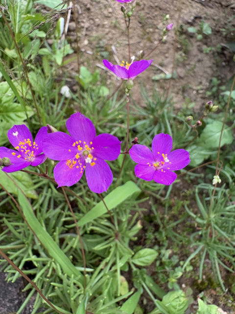 草花火(クサハナビ)