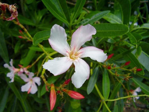 10年程の夾竹桃の鉢植え 葉が黄色く 観葉植物の育て方 ｑ ａ ブルーミングスケープ