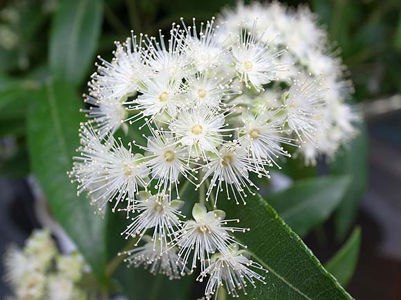 ブルーミングスケープ レモンマートル 育て方 観葉植物 ガーデニング