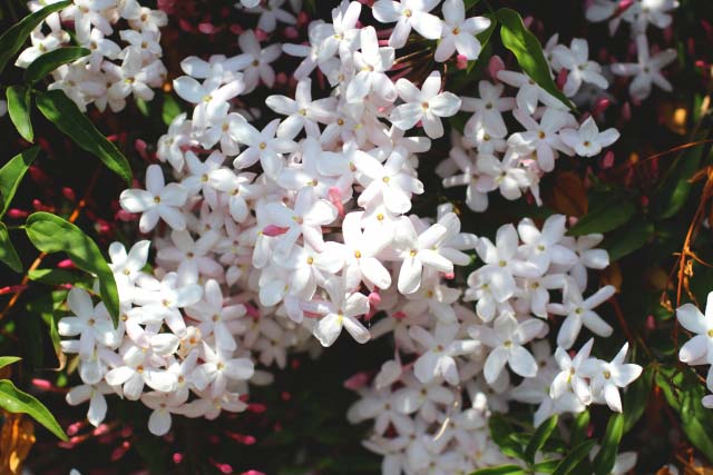 マツリカ ピーカケ ピカケ が蕾で枯れる 観葉植物の育て方 ｑ ａ ブルーミングスケープ