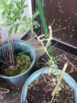 �t���H�ׂ�ꂽ�~���U