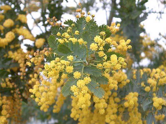 ブルーミングスケープ ミモザ 育て方 観葉植物 ガーデニング