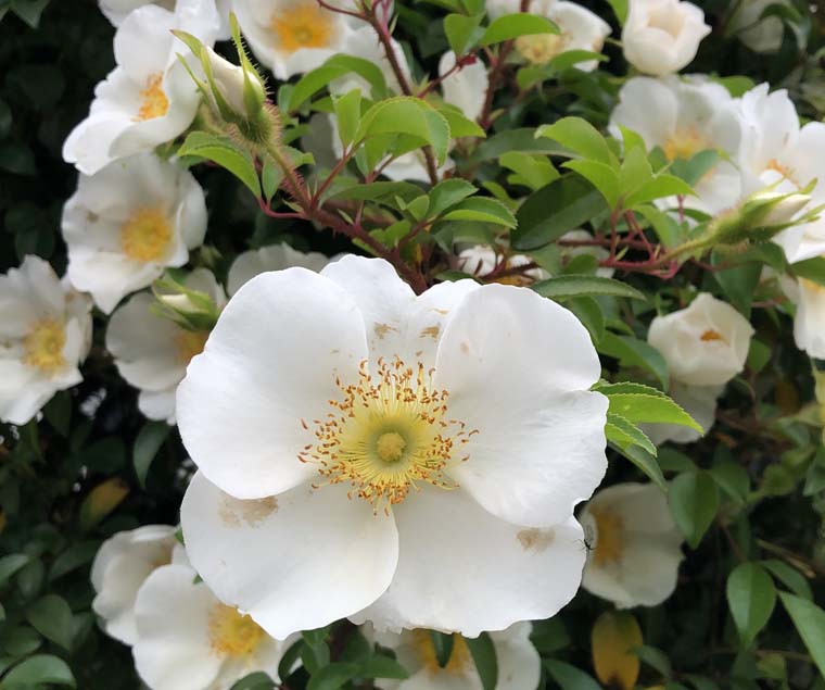 八重咲 花色白かピンク 草丈40cm以上 常緑なお花って ブルーミングスケープ