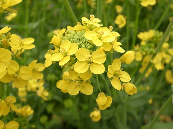 ブルーミングスケープ 菜の花 アブラナ 育て方 観葉植物 ガーデニング