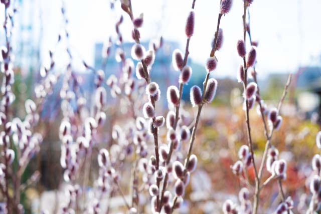 ピンクネコヤナギの葉の変色 観葉植物の育て方 ｑ ａ ブルーミングスケープ