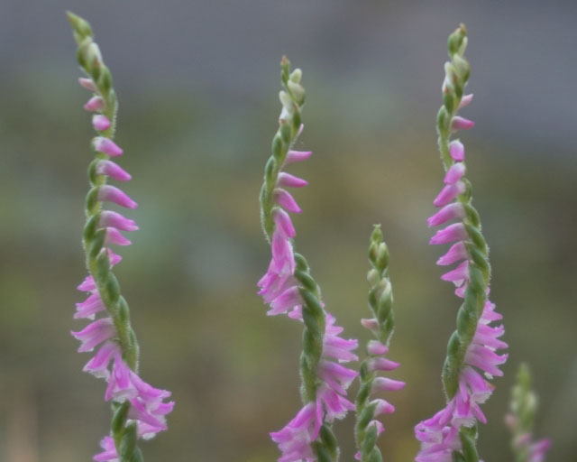 ピンクのネジバナ ねじばな の育て方 観葉植物の育て方 ｑ ａ ブルーミングスケープ