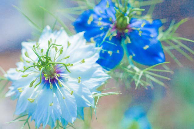 積雪地方の秋の種まき 秋まき 時期 観葉植物の育て方 ｑ ａ ブルーミングスケープ